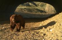 North America’s largest wildlife overpass is working. I-25 collisions near Castle Rock are down 91%.