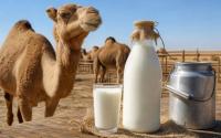 Kazakhstan’s camel milk may hit shelves in China and Middle East stores