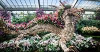 Kew Gardens' orchid festival returns with giant anacondas and Amazon display