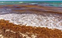 Florida city calls rotting sargassum an 'emergency,' moves toward beach cleanup pilot