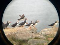 Love This Place Like an Atlantic Puffin: Cultural Seascapes of Newfoundland Ecotourism