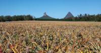Australian pineapple growers raise concerns over potential imports from India and Indonesia
