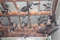 Vietnamese man follows wife's swiftlet idea, earns $77,000 annual profit