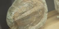 WEAU digs into Wisconsin’s fossil history