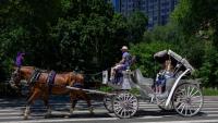 New York City Council To Vote Next Week On Carriage Horse Ban