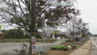 Trees decorated with fake spider webs in North Kingstown raise concerns for wildlife