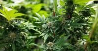 Dominica psychiatrist urges Caribbean to raise legal age for alcohol, cannabis use