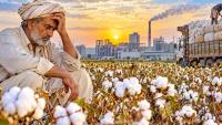 Pakistan’s Cotton Crisis: Why Farmers Are Walking Away