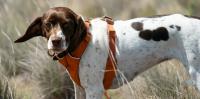 Our detection dogs are helping protect one of Australia’s most imperiled lizards