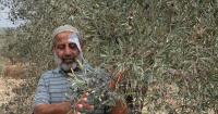 'He irrigated the tree with his blood': West Bank olive farmers set for another deadly harvest