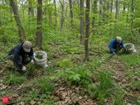 Researchers removed invasive Japanese stiltgrass from 8 Indiana forest sites; native plant diversity rose 24%, while herbicide-treated plots had 123% greater tree seedling density than controls