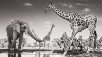 ‘Heartbreaking’ elephants and wily coyotes: Wildlife Photographer of the Year 2026 – in pictures