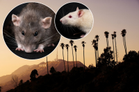 Los Angeles has officially been named the Rattiest City in America for 2026, beating out Chicago, NYC, and San Francisco