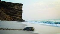 Integrated initiatives enhance marine environment protection in South Al Sharqiyah
