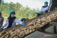 Indonesia to help build cassava processing plant in Cameroon