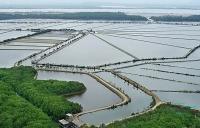 “What’s at stake is the ability to continue operating” – Ecuador’s shrimp sector faces rising electricity costs, mandatory power disconnections