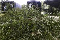 Opinion | Mississippi Must Ban All Kratom Products