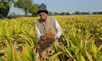 Farmer Turns 4 Acres Of Organic Turmeric Into A Booming Business