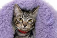 Pets | Dakota: I Can Be a Part of Your Family