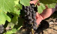 California Wine Industry Looks To India Amid US Market Slump