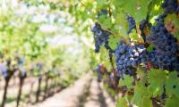 Monterey County supervisors approve winery rules, ask staff to revisit venue-size limits