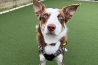 Dogs Trust: Eight-month-old puppy Finn and Sol the young Border Collie both need rehoming in Northern Ireland