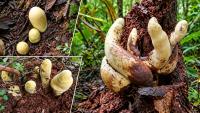 Chinese team discovers giant fungus. It remained hidden for 65 million years