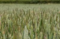 Little wins for weed control