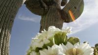 Is cutting down a saguaro really illegal in Arizona? What law allows