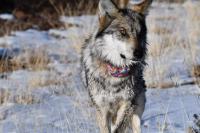 Feds say New Mexico’s lobos are ‘nonessential’