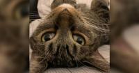 Wisconsin couple who fostered cats face animal abuse charges