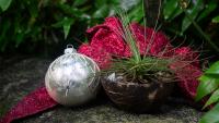 Cleveland Botanical Garden to open holiday exhibit with a twist