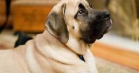 The president's dog psychic