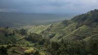 Deforestation falling worldwide but Congo Basin losses grow, report finds