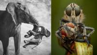 Wildlife photographer of the year 2026 reveal: See incredible images