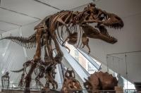 Nat'l Fossil Day: Montana Bones Soon to Be a Millionaire-asaurus