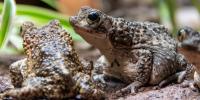 Potter Park Zoo surpasses 26,000 tadpoles sent to Puerto Rico