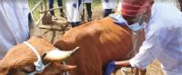 Seven West African Countries Adopt Three Regional Animal Health Strategies