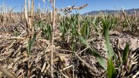 Small Business Administration offers disaster loans to businesses affected by drought