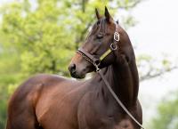 Japanese Colors Make Rare Appearance at Delaware