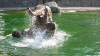 Oregon Zoo elephant Samudra packs his trunk for move to St. Louis next spring