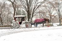 New York City to ban Central Park’s horse-drawn carriages after teen’s death
