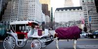 New York to ban horse-drawn carriage rides in Central Park