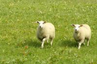Texas A&M aims to breed parasite-resistant sheep