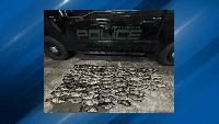 Rhode Island Environmental Police seize more than 70 illegally caught fish