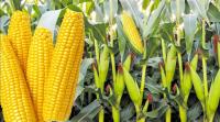 Niger agric agency unveils TELA maize variety to boost production