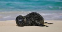 Say aloha to Hawaii’s newest monk seal pup Makanaleo!
