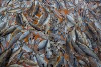 Environmental impact: 642 tons of dead salmon appeared in Chile’s Kawésqar National Reserve
