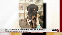 New Mexico shelter takes in 6 dogs from Hawaii after Hurricane Lowell