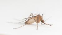 2 West Nile virus deaths reported in North Carolina: Officials